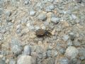 Brachycerus undatus